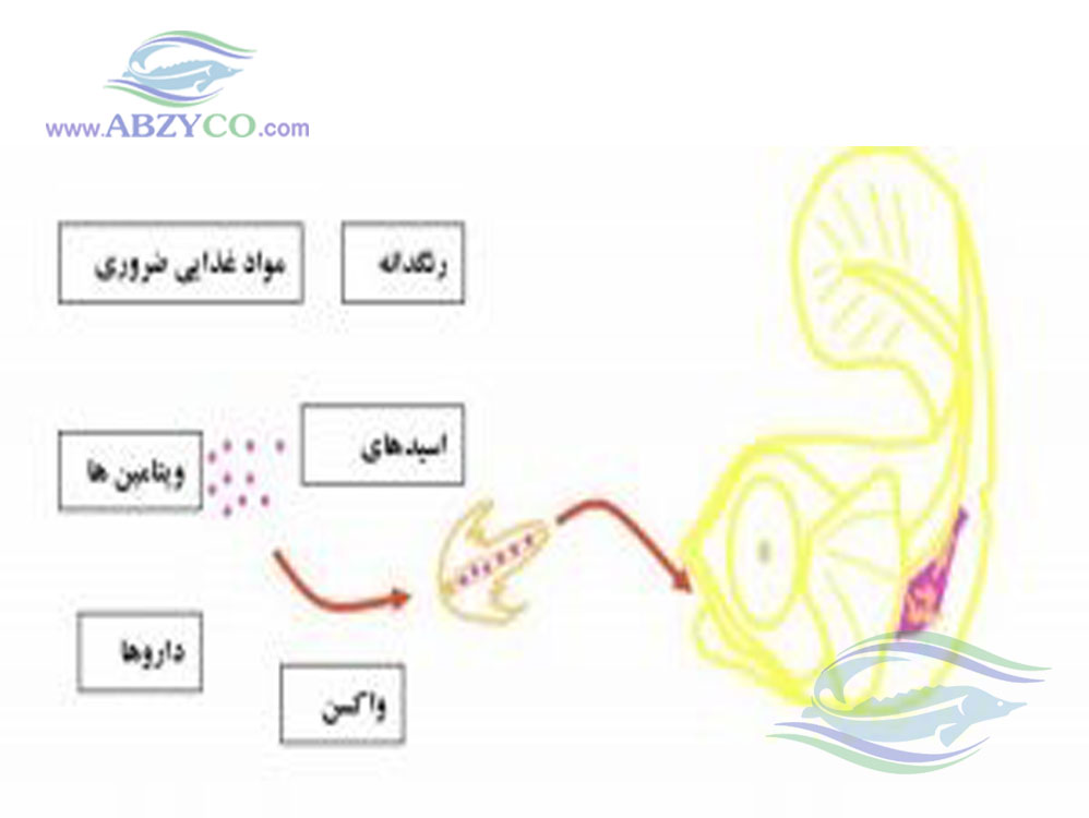 آرتمیا غذای زنده مناسب جهت غنی سازی لارو ماهی