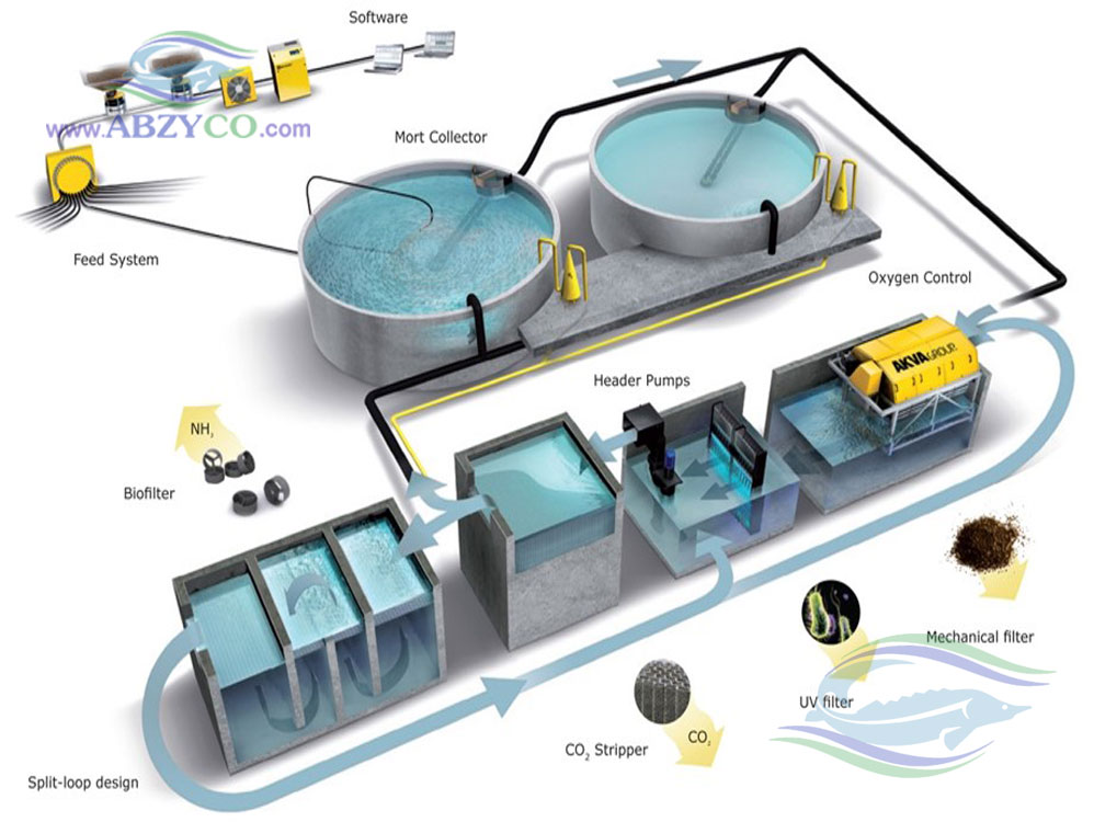پرورش ماهی در سیستم مدار بسته (RAS)