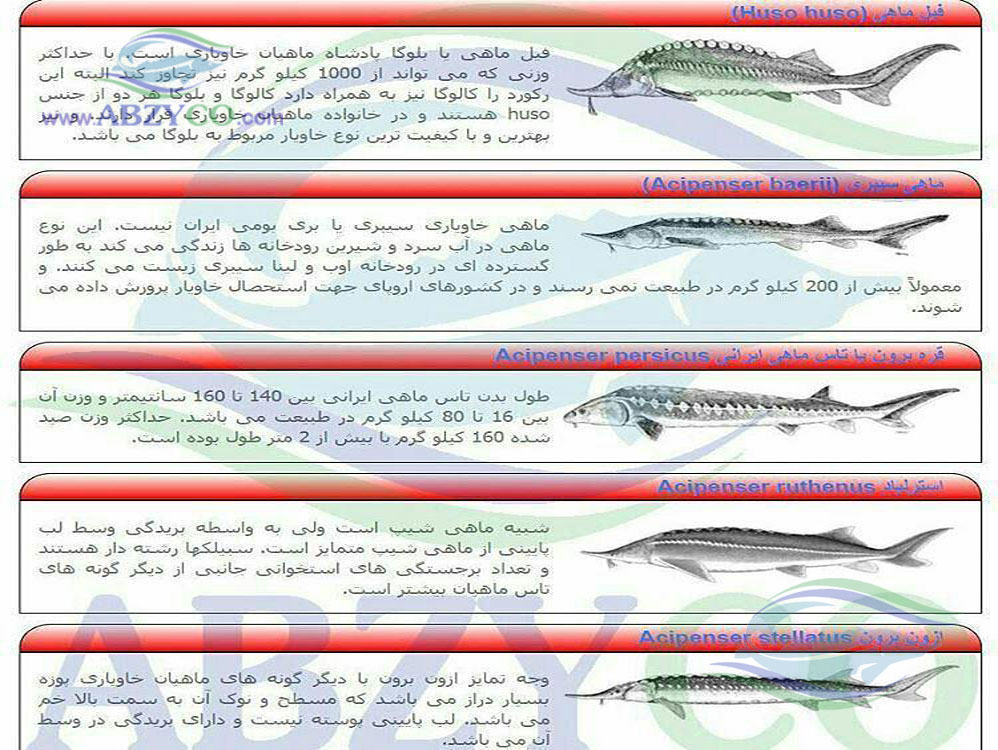 گونه های پرورشی تاسماهیان