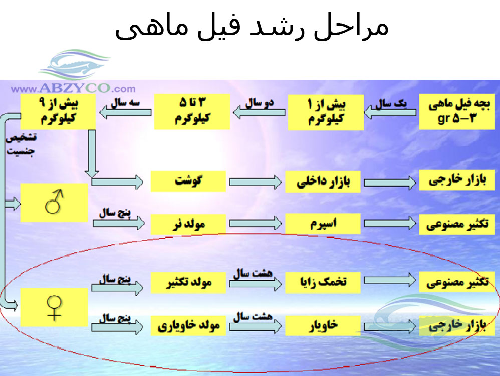 گونه های اصلی ماهیان خاویاری پرورشی در ایران