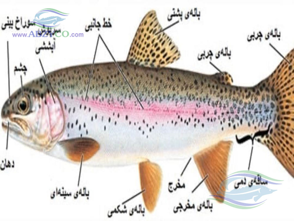 بیماری در ماهی قزل آلا