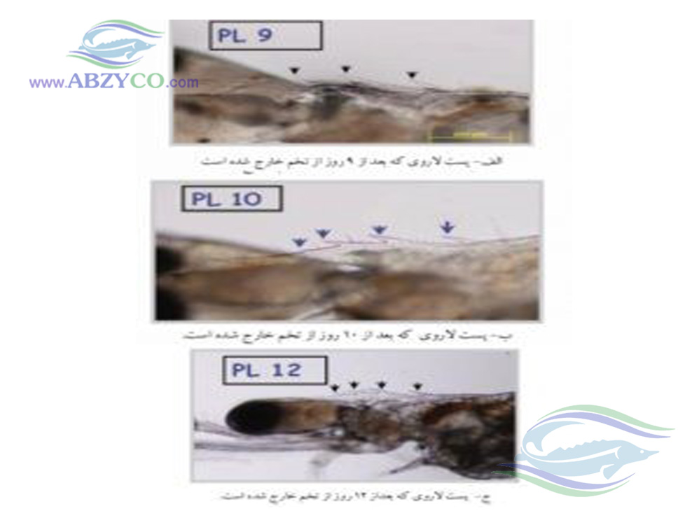 پرورش متراکم میگو