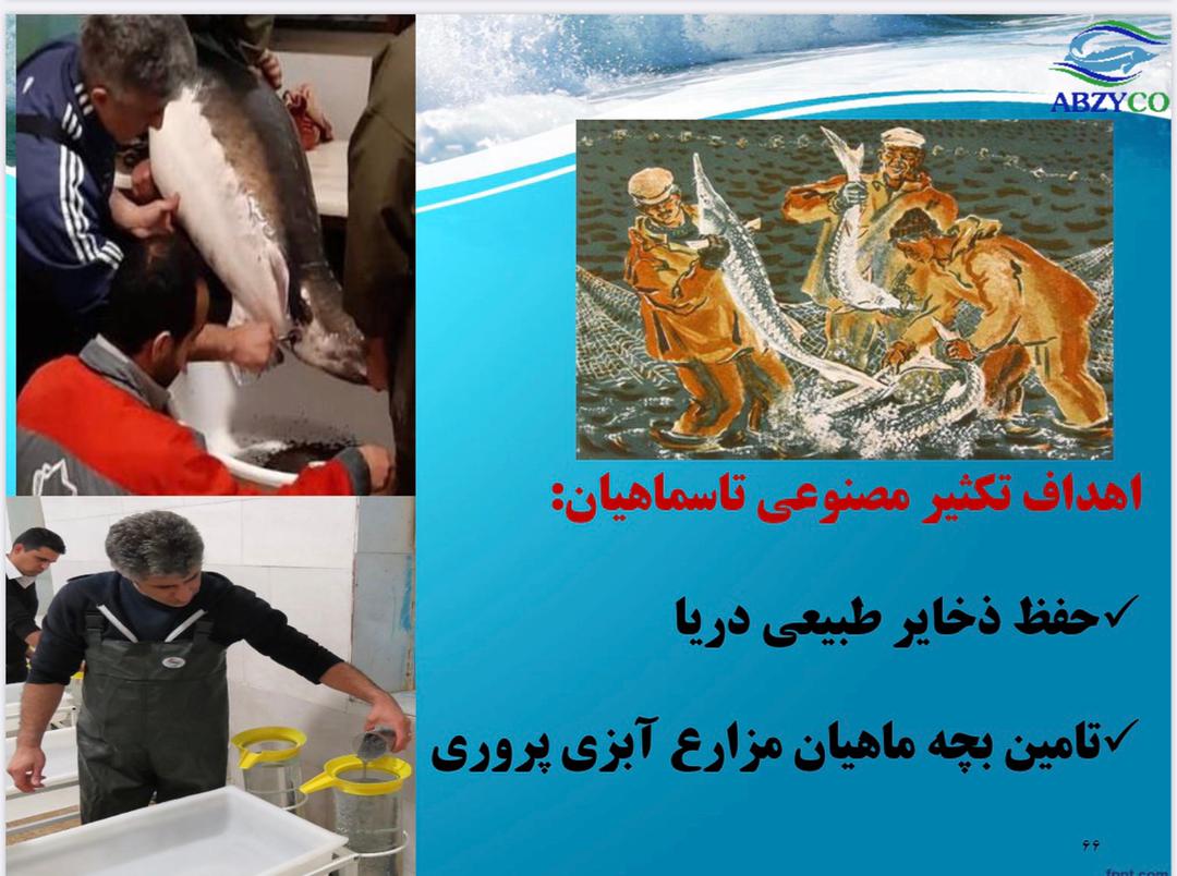 فیلم کارگاه آموزشی ماهیان خاویاری(بخش سوم)