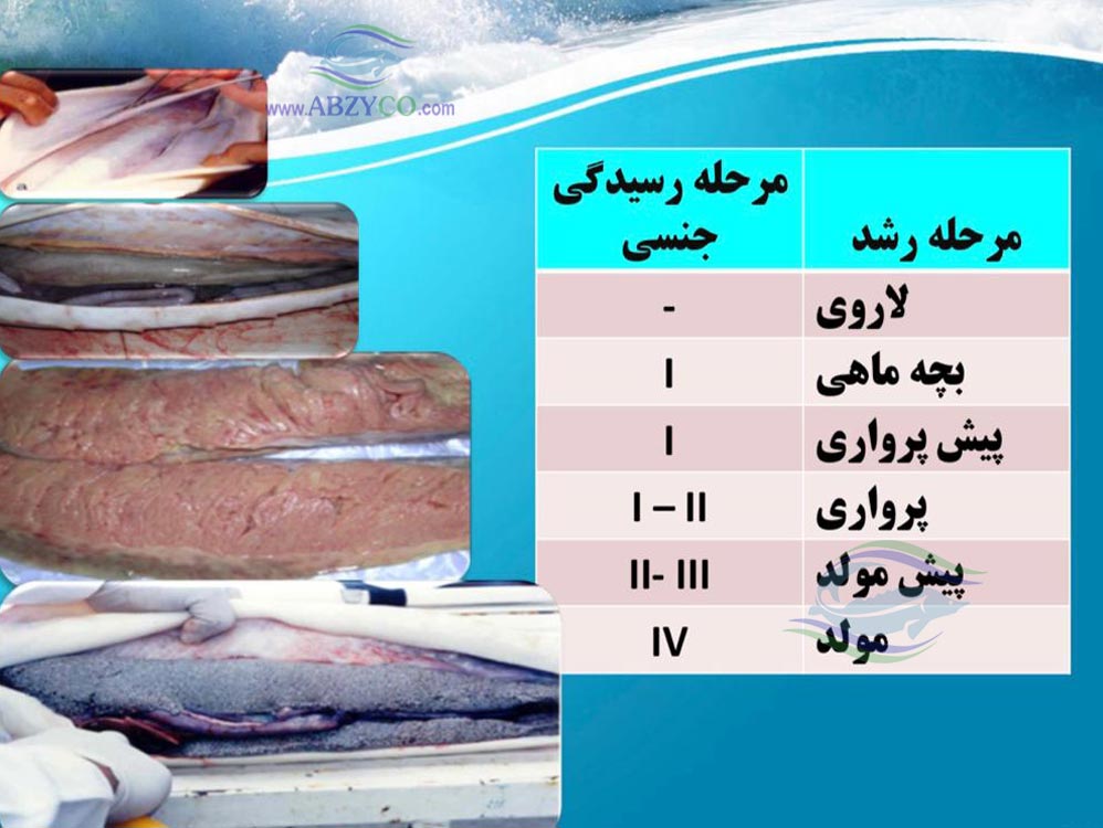 روند رسیدگی جنسی در ماهیان خاویاری