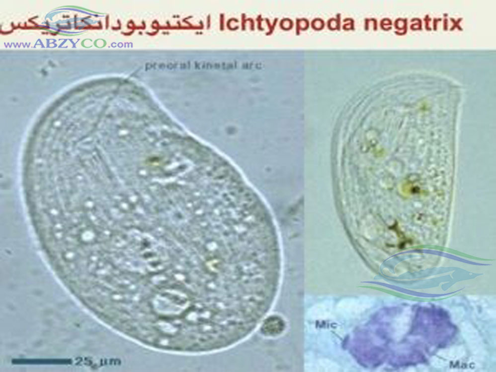 ایکتیوبودانکاتریکس بيماری انگلی در ماهی