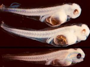 حفظ آبزیان از طریق انجماد جنین و تکنیک آن میتواند جنین ماهیان را برای مدت طولانی وبه صورت سالم درسرما نگهداری كند
