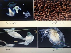 استفاده از غذای کنسانتره، برای پرورش بسیار دهندگان راحت تر است، اما امروزه منابع غذایی زنده، با توجه به کاربردهای متعدد و محاسن ویژه  دارای جایگاه بالایی در آبزی پروری دارد.