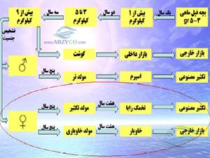 تغذیه و شرایط پرورش در مرحله III رسیدگی جنسی که زرده سازی در این مرحله انجام می شود نقش مهمی در کیفیت و کمیت مواد تناسلی مولدین دارد 