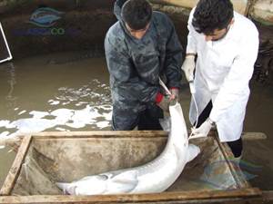 با توجه به درجه حرارت آب و شرایط ماهی، ممکن است مولدین نر 28 تا 36 ساعت پس از تزریق، اسپرم ریزی نموده، لذا در این فاصله هر چند ساعت باید مورد بررسی قرار گیرند.