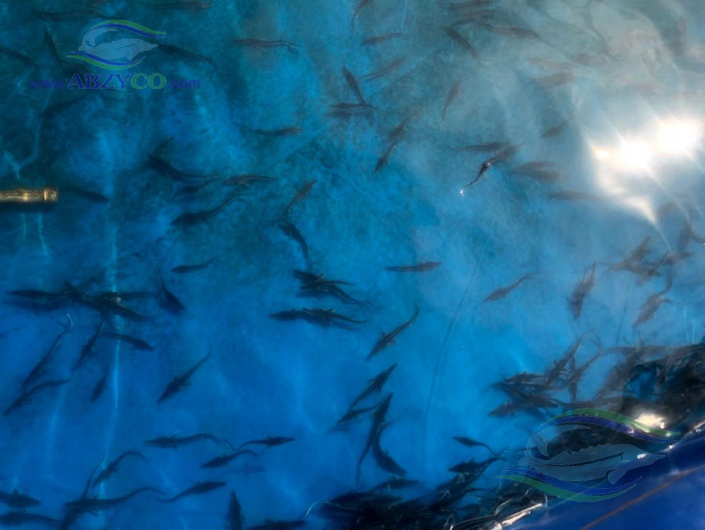 جالب است بدانید که با استخرهای پیش ساخته آبزیکو در محیط منزل با داشتن کمترین سرمایه و حداقل زمین میتوانید صاحب استخر پرورش ماهی شوید.
