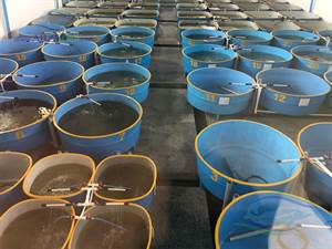جنس فایبر گلاس به دلیل مقاومت بالا و وزن کم،  بهترین محصول برای ساخت استخر پرورش ماهی محسوب میشود. که با قابلیت حمل و جابجایی در مزارع پرورش ماهی برای انواع گونه های آبزیان مورد استفاده قرار می گیرد.