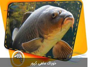 خوراک اکسترود ماهی کپور معمولی به نحوی فرموله و تولید شده است که تمامی احتیاجات غذایی این ماهی را در سنین مختلف تامین و رفع میکند.