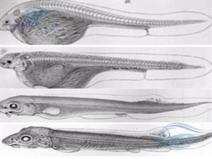 از نظر ظاهری و سنتی حدود 16 نوع ناهنجاری ظاهری در پيش لاروهای تلف شده فيل ماهی گزارش شده است كه بيشتر اين ناهنجاريها در قسمت قدامی بدن بودند.